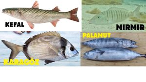 Fish species in Alanya