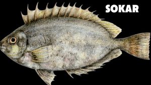 sokar fish